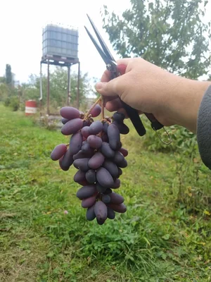 Виноград столовый