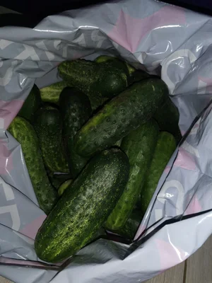 Огурцы