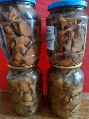 Маринованные грибы вешенки летние