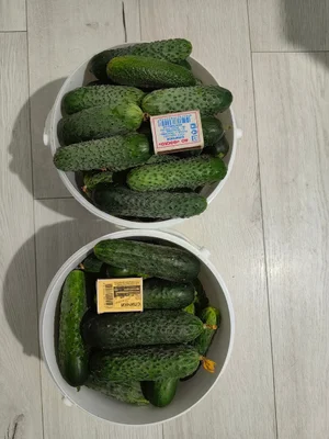 Огурцы
