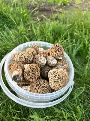 Сморчки