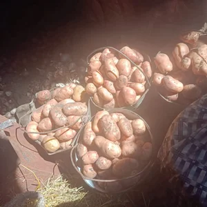 Картофель