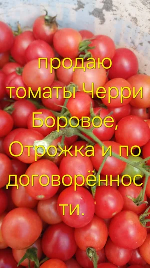 Томаты Черри
