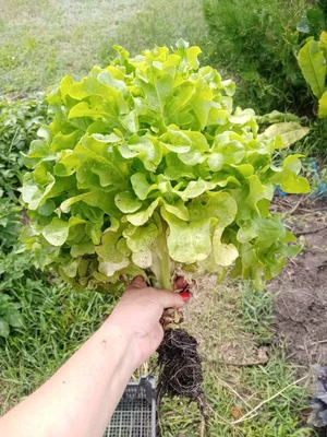 Салат