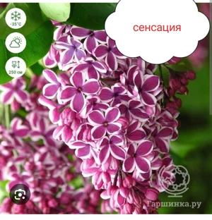 Картофель семенной 40ка дневку