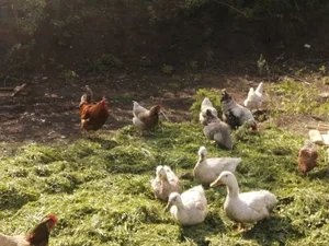 Куриные яйца