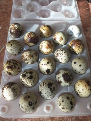 Мясо бройлеров