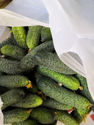 Крыжовник
