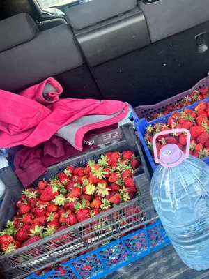 Клубника