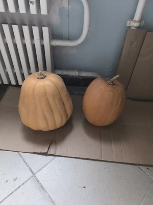 Тыква