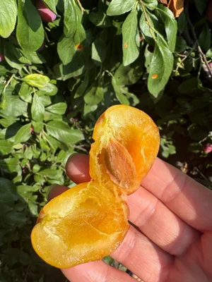 Сливы