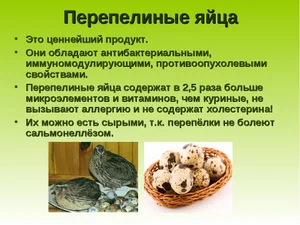 Перепелиные яйца