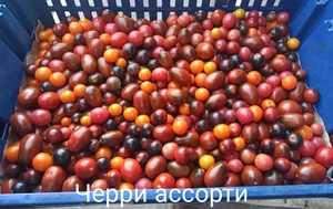 Помидоры
