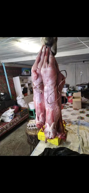 Кролики