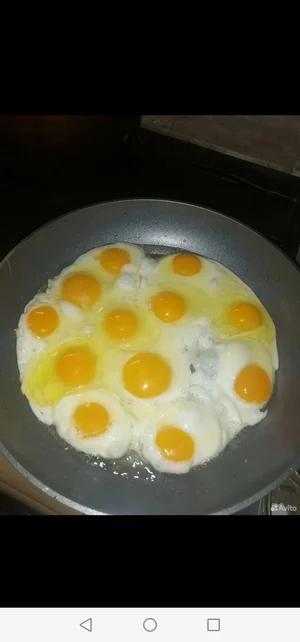 Куриное яйцо