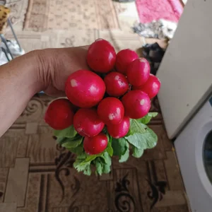 Огурцы