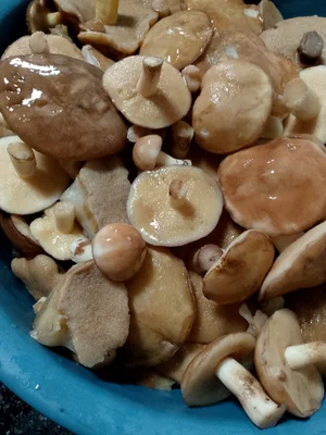 Маслята маринованные