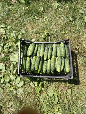 Огурчики