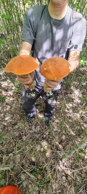 Подосиновики