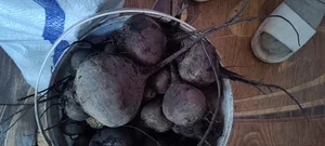Чеснок