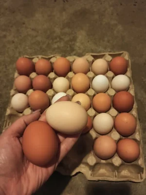 Куриные домашние яйца