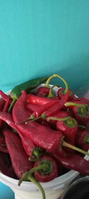 Тыква декоративная