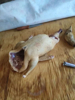 Утка