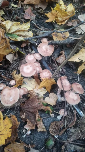Опята свежие