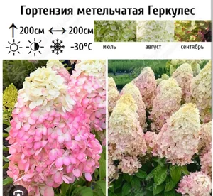 Гортензия