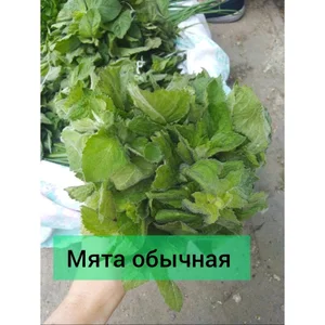 Мята