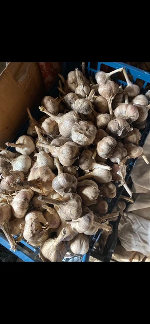 Картофель