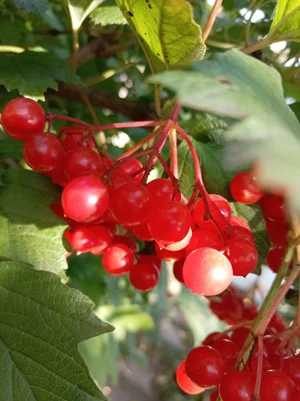 Калина свежая