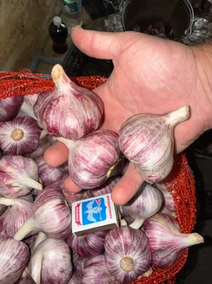 Чеснок