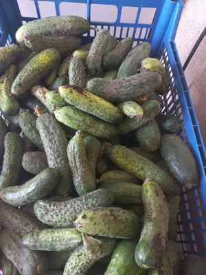 Огурцы