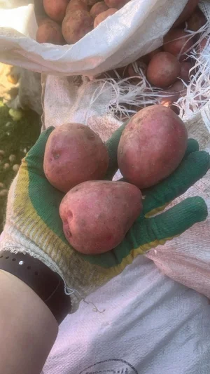 Картошка Кармен