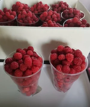 Придонской или северный