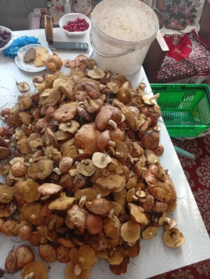Грибы маринованные