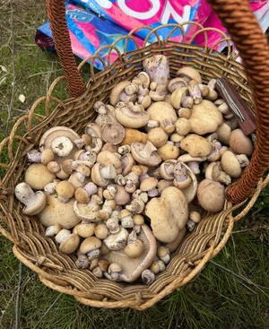 Степной сморчок