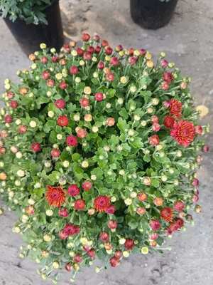 Хризантема мультифлора (ЗКС)