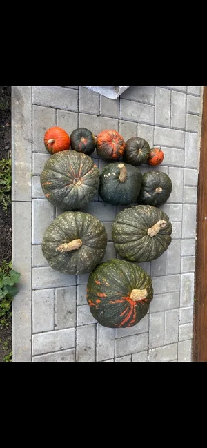 Картофель