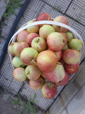Спаржевая фасоль