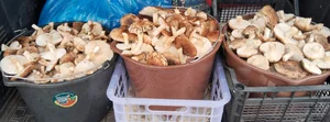 Рядовка сосновая (бело-коричневая)