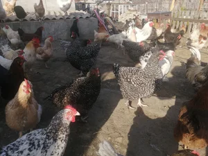 Яйцо куриное