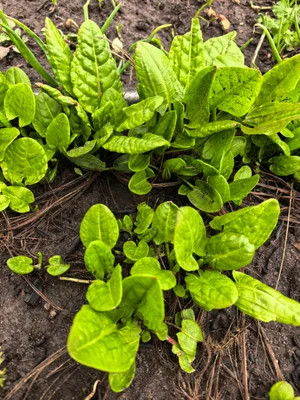 Щавель ранний