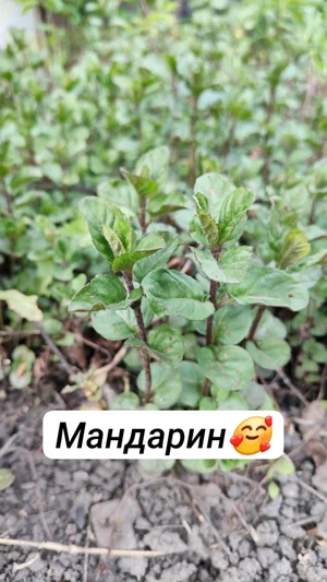 Сортовая мята