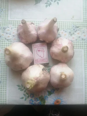 Чеснок