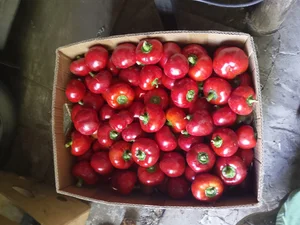 Перец болгарский гагашар