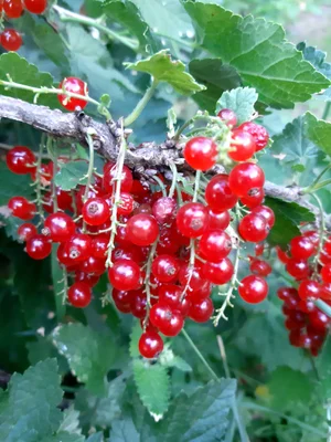 Красная смородина