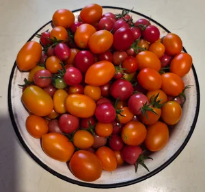 Помидоры