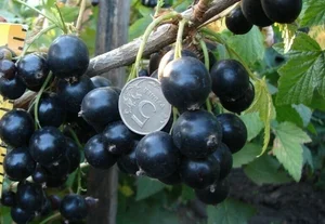 Саженцы черешни